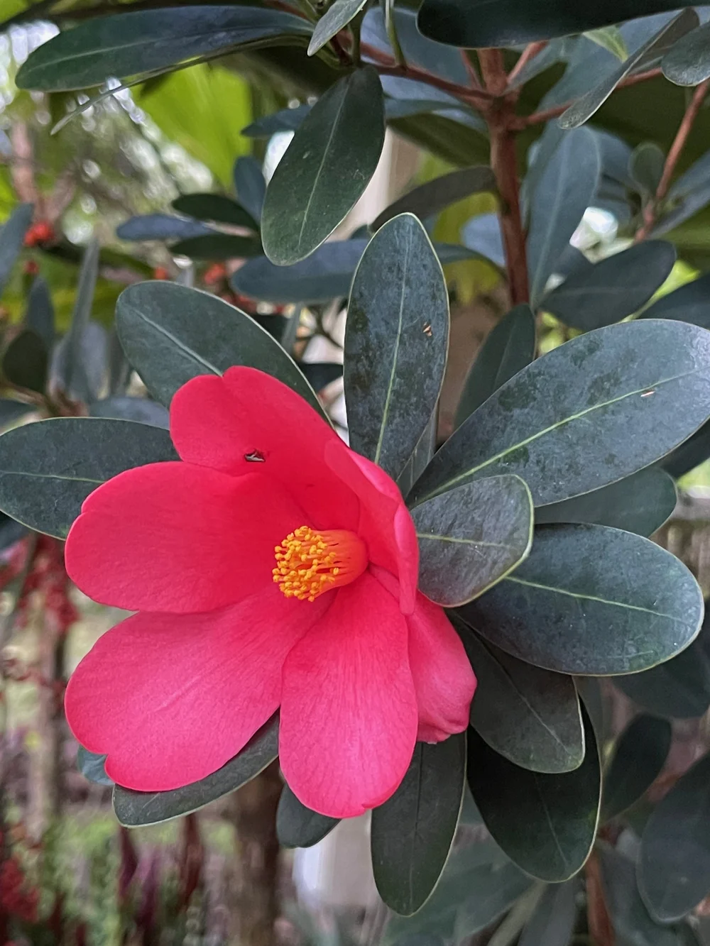 Camellia azalea (C. changii) — Vintage Green Farms with Tom Piergrossi